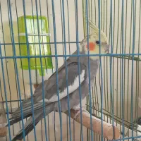 عروس هلندی قشنگ|پرنده|گلستان (تهران), |دیوار