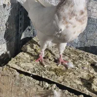 طوقی .|پرنده|تهران, تختی|دیوار