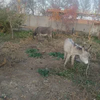 خر (الاغ) باکره