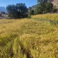 برنج چمپا لوداب سایه خشک