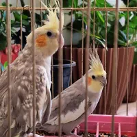 عروس مولد کارداده