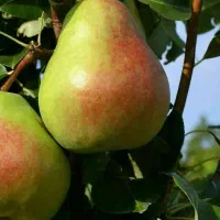 پیشفروش نهال گلابی نطنز لیبل دار