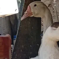 غاز|حیوانات مزرعه|زابل, |دیوار