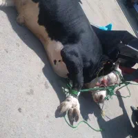 قصاب وکشتارگاو گوسفندگوسال بصورت شبانه روز|خدمات پیشه و مهارت|بروجرد, |دیوار