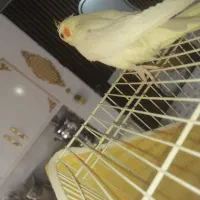 مجسمه عروس هلندی