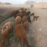 ۱۷ عدد گوسفند بره دار جوان بفروش میرسد