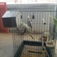 پرنده یک جفت عروس هلندی باقفس