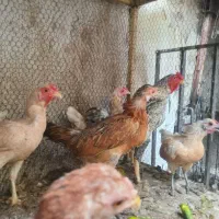 مرغ وخروس کوشامو.جنگلی.کوشین.محلی درجه یک وهفت رنگ|حیوانات مزرعه|تهران, افسریه جنوبی|دیوار