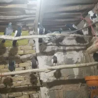 کبوتر پلاکی وطوقی وسینه ای15عدد|پرنده|فامنین, |دیوار