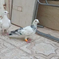 کبوترخال دارالمانی