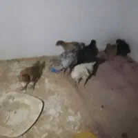 جوجه خانگی