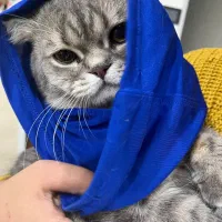 گربه بریتیش