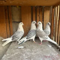 ۱۵ جفت کفتر نروماده پرش بالا عتیقه معاوضه