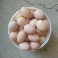 تخم مرغ محلی
