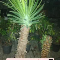 بونسای یوکا گونه خاص|گل و گیاه طبیعی|بندر انزلی, کوی آزادگان|دیوار