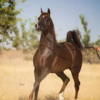 اسب عرب وکرد