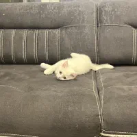گربه بریتیش ۴ ماهه