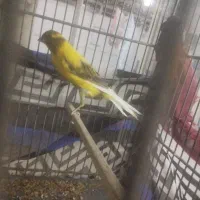 قناری بلند 2تا|پرنده|ری, سیزده آبان|دیوار