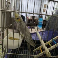 عروس هلندی  سرحال