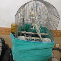 عروس هلندی خوش ذوق سخنگو|پرنده|قیدار, |دیوار