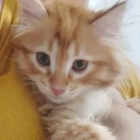 خر گربه