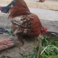 معاوضه با مرغ تخم گذار