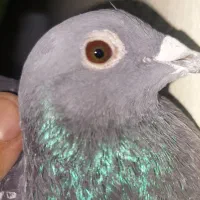 کبوتر اردن مسافتی|پرنده|محمدشهر, همایون ویلا|دیوار