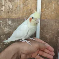 یک جفت عروس هلندی خوشگل|پرنده|ماهدشت, |دیوار