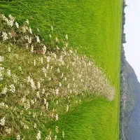 برنج هاشمی گیلان، سرزمین تالش|خوردنی و آشامیدنی|لوندویل, |دیوار