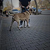 واگذاری سگ سرابی|سگ|اردبیل, |دیوار