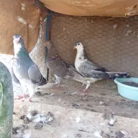کفتر