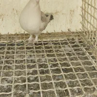 کفتر بلژیکی وشازده زرد زیبا|پرنده|تهران, انبار نفت|دیوار