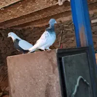 پلاکی|حیوانات|مریوان, |دیوار