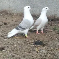 یک جفت پشت سبز و لیمویی عطیقه