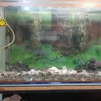 آکواریوم با زیری آهنی فرفوژه با امکانات کامل