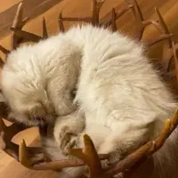 گربه
