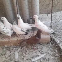 کبوتر پرشی
