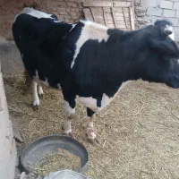 گاو|حیوانات مزرعه|زیرکوه, |دیوار