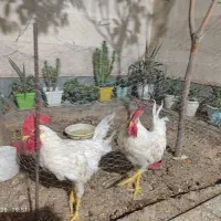 خروس|پرنده|شیراز, مسلم|دیوار