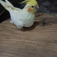 چهار عدد عروس هلندی سخنگو و بانمک|پرنده|مشهد, شهید احمدی روشن|دیوار