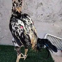 خروس لاری