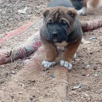 سه تا توله درجه یک هرسه تاشون نر