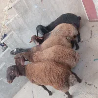 بره نر پرواری