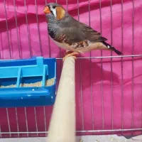 فنچ زبرا اروپایی درشت