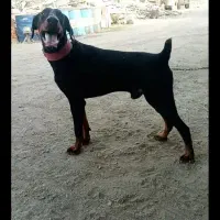 دوبرمن نر 1/5ساله