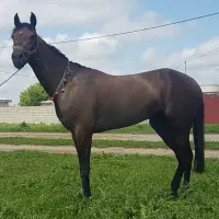 اجاره زمین کشاورزی ۳ساله