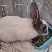 خرگوش بازیگوش|موش و خرگوش|تبریز, |دیوار