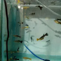 گوپی خاص|ماهی|تربت‌حیدریه, باغ سلطانی|دیوار