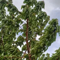۲۵۰۰ متر باغ