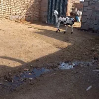 بره چینی|حیوانات مزرعه|تربت جام, جامرود|دیوار